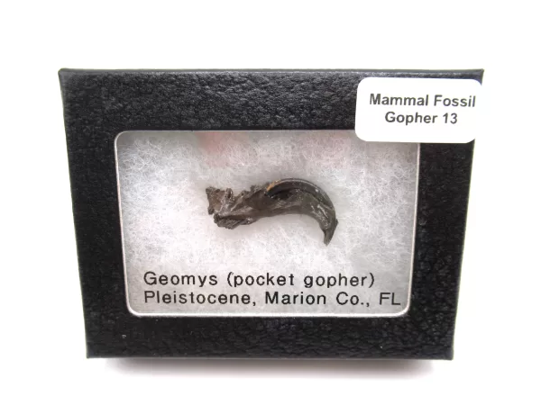 Genuine Pleistocene Gopher Bones Fossils From Florida For Sale #13