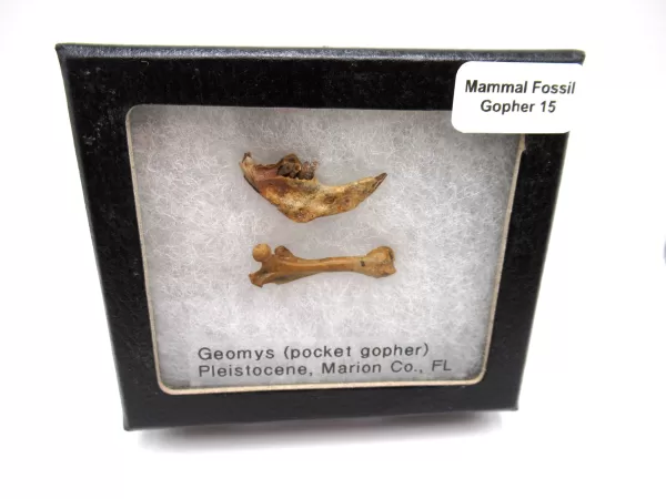 Genuine Pleistocene Gopher Bones Fossils From Florida For Sale #15