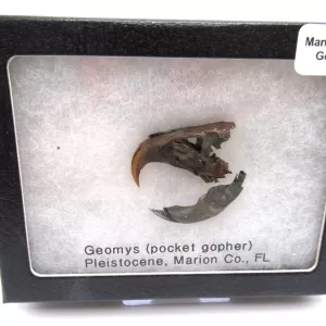 Genuine Pleistocene Gopher Bones Fossils From Florida For Sale #17