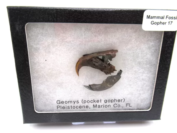 Genuine Pleistocene Gopher Bones Fossils From Florida For Sale #17