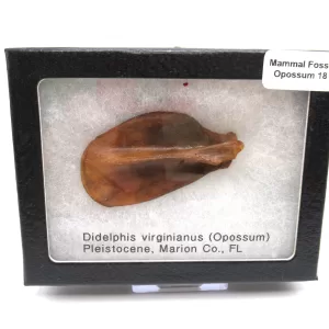 Genuine Pleistocene Opossum Bones Fossils From Florida For Sale #18