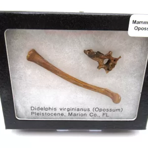 Genuine Pleistocene Opossum Bones Fossils From Florida For Sale #20