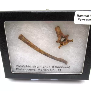 Genuine Pleistocene Opossum Bones Fossils From Florida For Sale #21