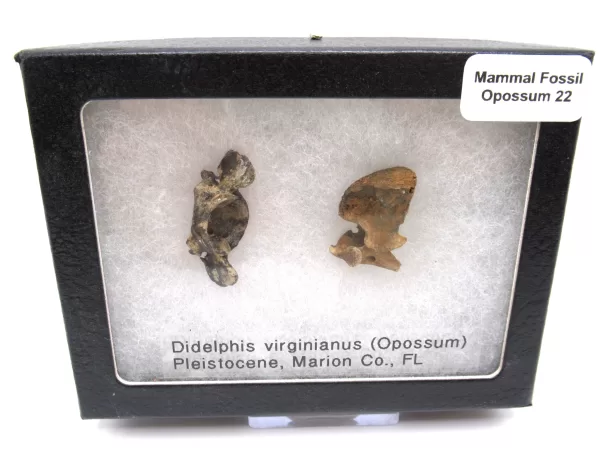 Genuine Pleistocene Opossum Bones Fossils From Florida For Sale #22