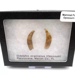 Genuine Pleistocene Opossum Bones Fossils From Florida For Sale #23