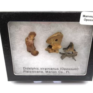 Genuine Pleistocene Opossum Bones Fossils From Florida For Sale #24