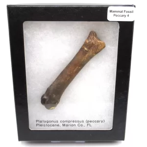 Genuine Pleistocene Peccary Bones Fossils From Florida For Sale #4