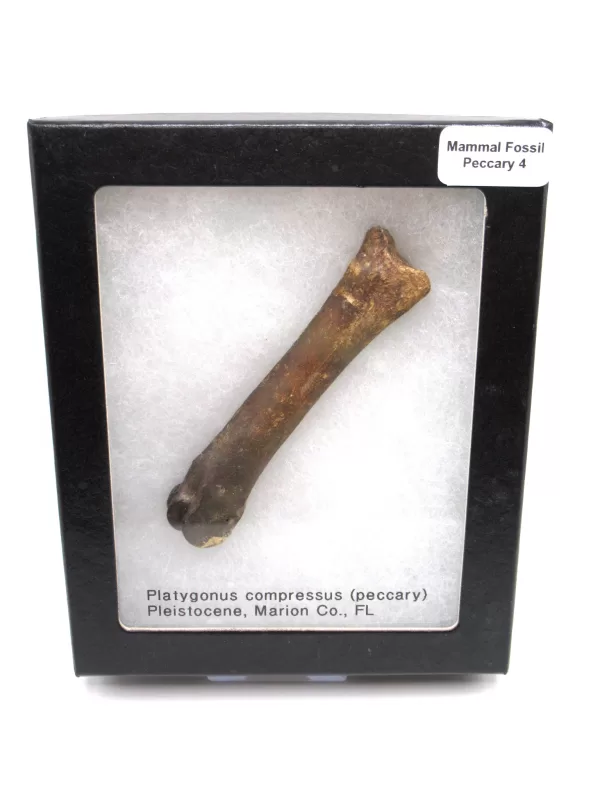 Genuine Pleistocene Peccary Bones Fossils From Florida For Sale #4