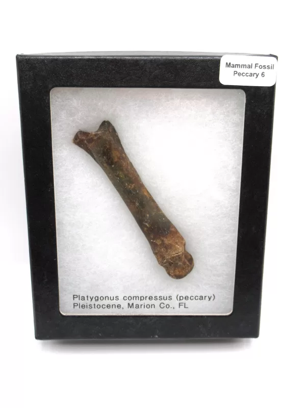 Genuine Pleistocene Peccary Bones Fossils From Florida For Sale #6