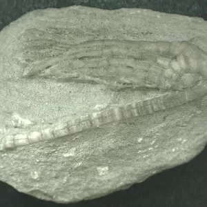 General Mississippian Age Crawfordsville Crinoid Fossils From Indiana For Sale #83