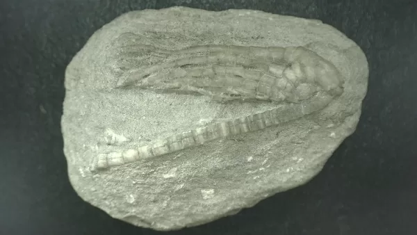 General Mississippian Age Crawfordsville Crinoid Fossils From Indiana For Sale #83