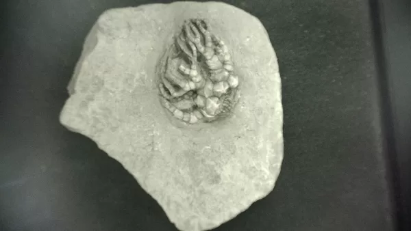 General Mississippian Age Crawfordsville Crinoid Fossils From Indiana For Sale #93