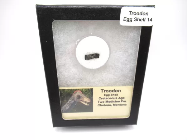 Genuine Cretaceous Troodon Egg Shell Fossils From Montana For Sale #14a