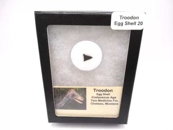 Genuine Cretaceous Troodon Egg Shell From Montana For Sale #20a