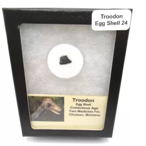 Genuine Cretaceous Troodon Egg Shell Fossils From Montana For Sale #24a