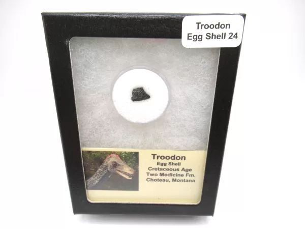 Genuine Cretaceous Troodon Egg Shell Fossils From Montana For Sale #24a