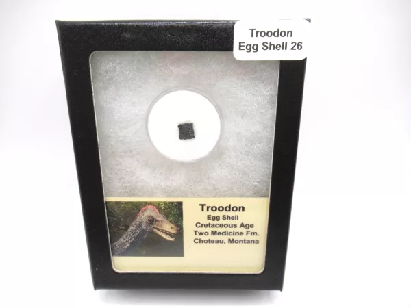 Genuine Cretaceous Troodon Egg Shell Fossils From Montana For Sale #26a