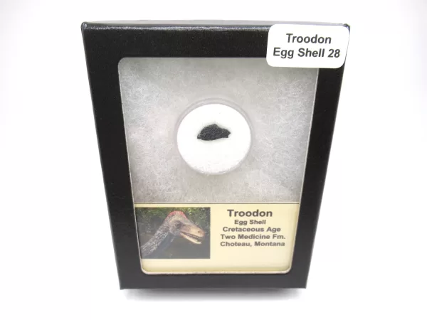 Genuine Cretaceous Troodon Egg Shell Fossils From Montana For Sale #28a