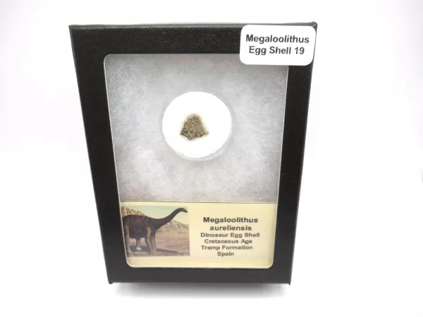 Genuine Cretaceous Megaloolithus Egg Shell Fossils From Spain For Sale #19a