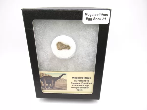 Genuine Cretaceous Megaloolithus Egg Shell Fossils From Spain For Sale #21a