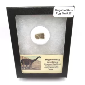 Genuine Cretaceous Megaloolithus Egg Shell Fossils From Spain For Sale #27a