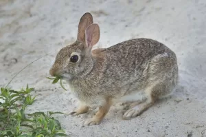 Mammal Fossils for Sale - Rabbit