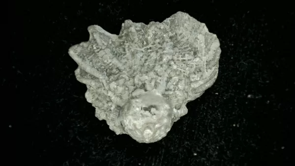 Genuine Mississippian Age Platycrinites Crinoid Fossil for Sale from Alabama #16