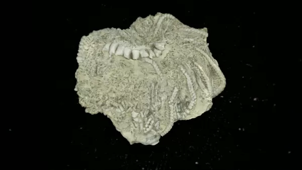 Genuine Mississippian Age Platycrinites Crinoid Fossil for Sale from Alabama #17a