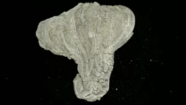 Genuine Mississippian Age Platycrinites Crinoid Fossil for Sale from Alabama #18