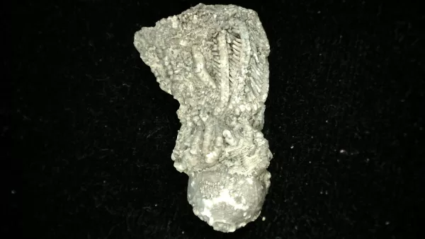 Genuine Mississippian Age Platycrinites Crinoid Fossil for Sale from Alabama #20