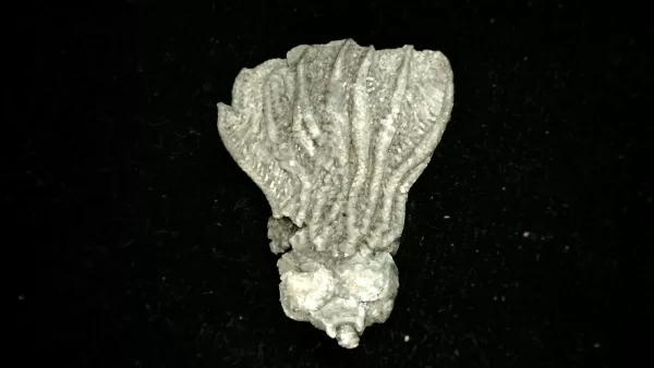 Genuine Mississippian Age Platycrinites Crinoid Fossil for Sale from Alabama #21