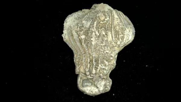 Genuine Mississippian Age Platycrinites Crinoid Fossil for Sale from Alabama #22a