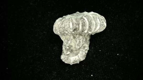 Genuine Mississippian Age Platycrinites Crinoid Fossil for Sale from Alabama #23