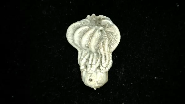 Genuine Mississippian Age Platycrinites Crinoid Fossil for Sale from Alabama #25