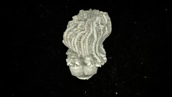 Genuine Mississippian Age Platycrinites Crinoid Fossil for Sale from Alabama #27a