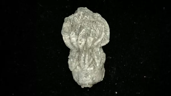 Genuine Mississippian Age Platycrinites Crinoid Fossil for Sale from Alabama #28