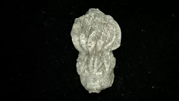 Genuine Mississippian Age Platycrinites Crinoid Fossil for Sale from Alabama #28a