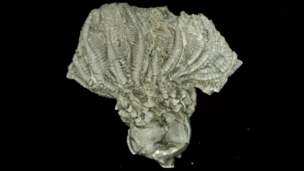 Genuine Mississippian Age Platycrinites Crinoid Fossil for Sale from Alabama #31