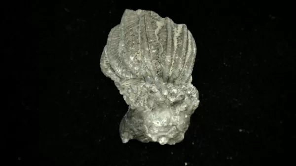 Genuine Mississippian Age Platycrinites Crinoid Fossil for Sale from Alabama #33