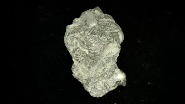 Genuine Mississippian Age Platycrinites Crinoid Fossil for Sale from Alabama #33a