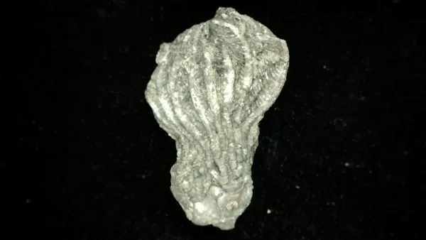 Genuine Mississippian Age Platycrinites Crinoid Fossil for Sale from Alabama #34a