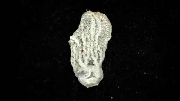 Genuine Mississippian Age Platycrinites Crinoid Fossil for Sale from Alabama #39