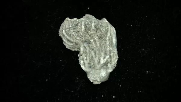 Genuine Mississippian Age Platycrinites Crinoid Fossil for Sale from Alabama #40a