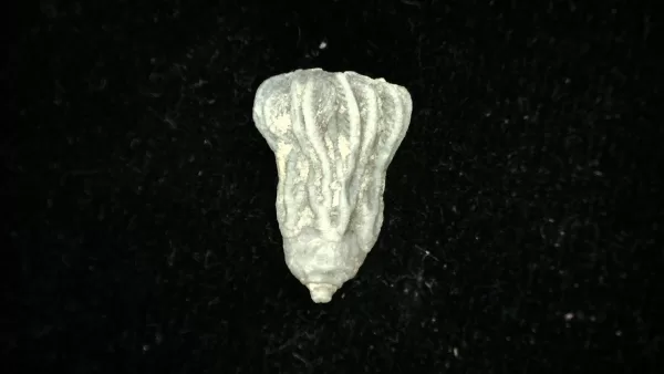 Genuine Mississippian Age Platycrinites Crinoid Fossil for Sale from Alabama #45