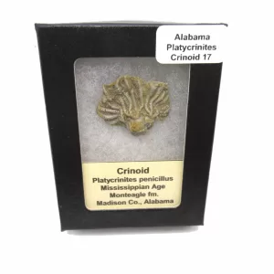 Genuine Mississippian Age Platycrinites Crinoid Box Fossil for Sale from Alabama #17