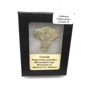 Genuine Mississippian Age Platycrinites Crinoid Box Fossil for Sale from Alabama #18