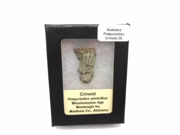 Genuine Mississippian Age Platycrinites Crinoid Box Fossil for Sale from Alabama #20