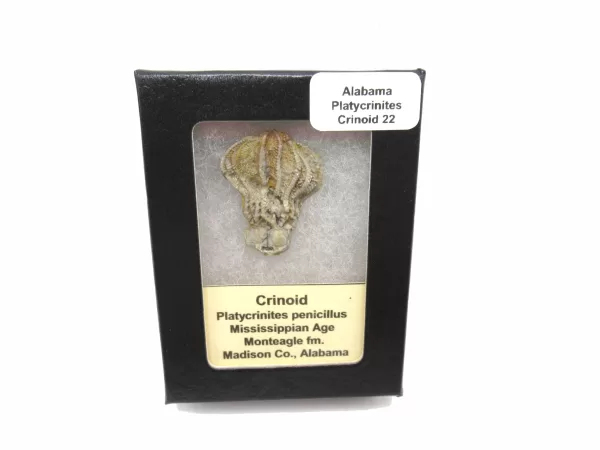 Genuine Mississippian Age Platycrinites Crinoid Box Fossil for Sale from Alabama #22