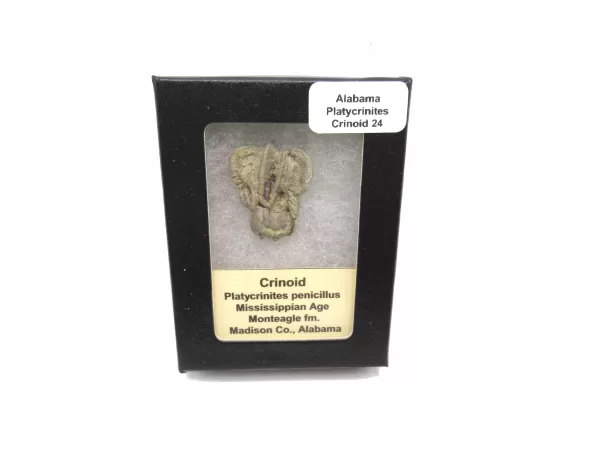 Genuine Mississippian Age Platycrinites Crinoid Box Fossil for Sale from Alabama #24