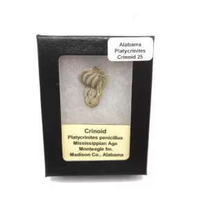 Genuine Mississippian Age Platycrinites Crinoid Box Fossil for Sale from Alabama #25